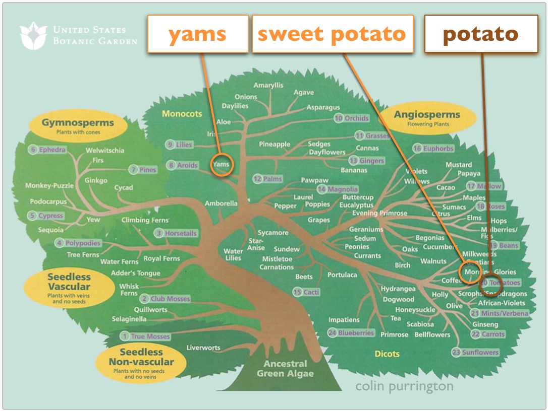 https://www.colinpurrington.com/wp-content/uploads/2013/11/yams-and-sweet-potatoes-difference.jpg